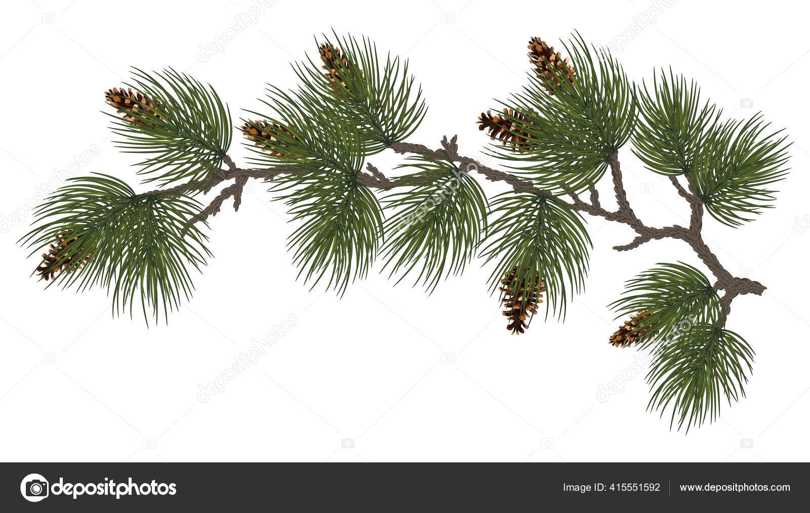 New Year Holidays Concept Green Pine Spruce Branches Cones Cones